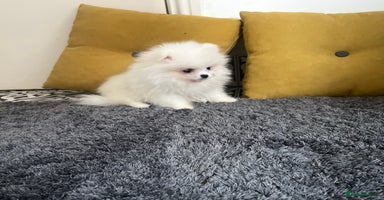 Pomeranian dogs Girl🔥Very Tiny🐻Teddy Face🏆Champion Lines - Advert 5