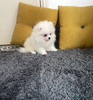 Pomeranian dogs Girl🔥Very Tiny🐻Teddy Face🏆Champion Lines - Advert 5