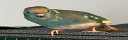 Parrots birds for sale: Bonded pair of kakarikis male and female  - Advert 15