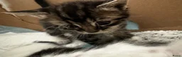 Mixed Breed cats for sale: 6 beautiful young kittens in Barnet - Advert 4