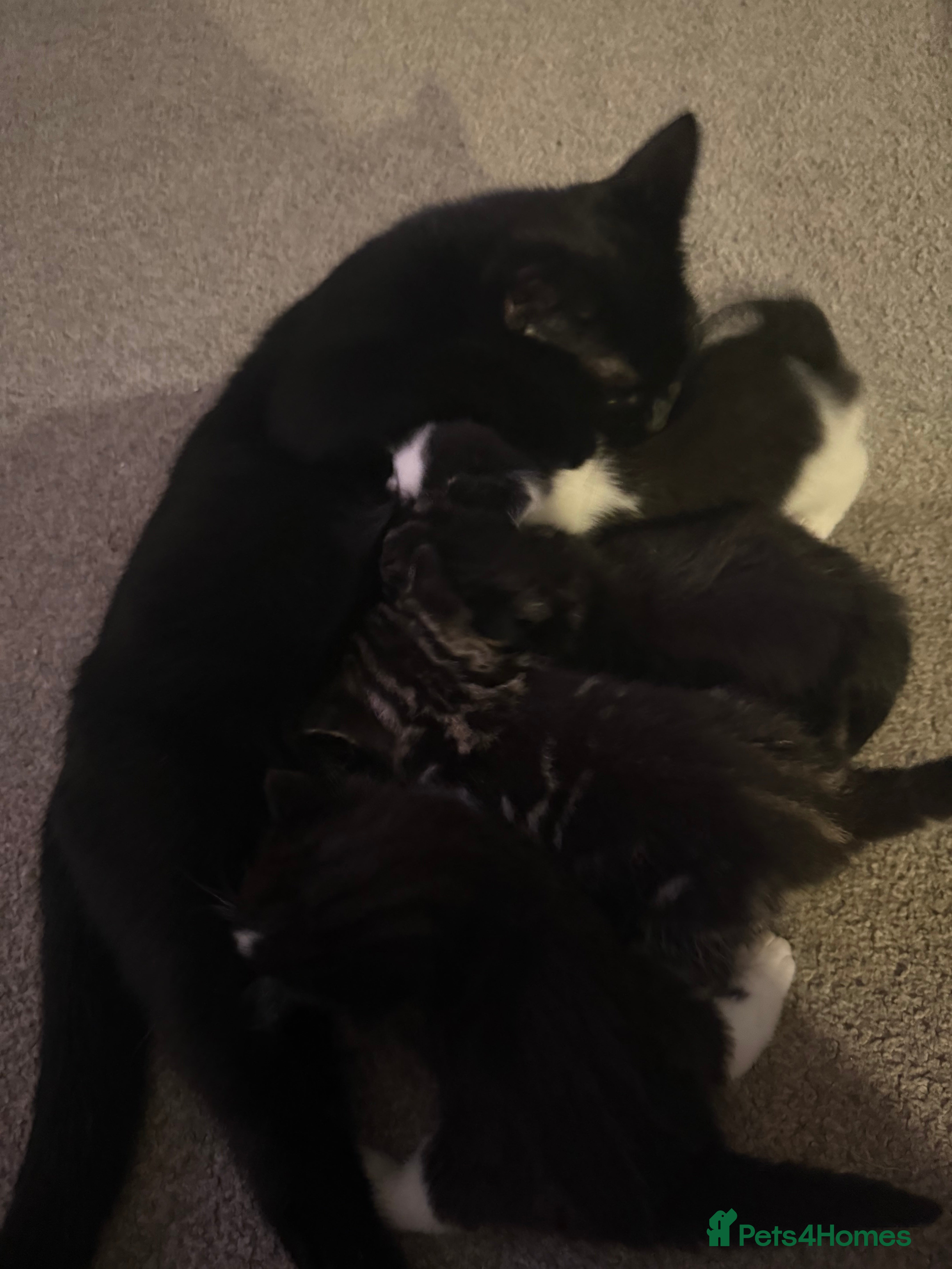 Mixed Breed cats Beautiful kittens for sale - Advert 3