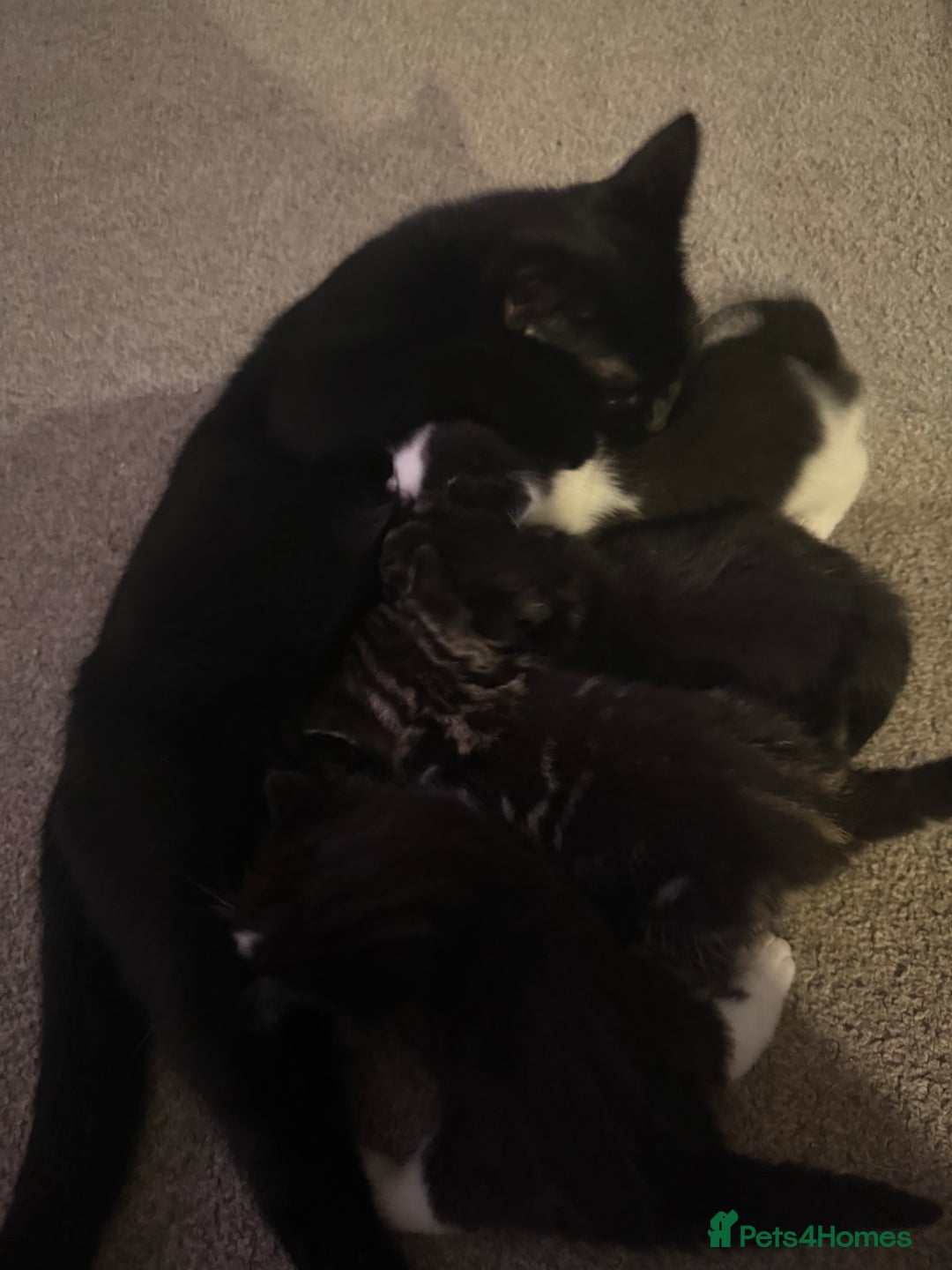 Mixed Breed cats for sale: Beautiful kittens for sale - Advert 1