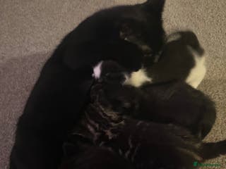 Mixed Breed cats Beautiful kittens for sale - Advert 3