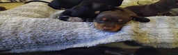 Miniature Dachshund dogs for sale: Miniature dachshund puppies - Advert 17