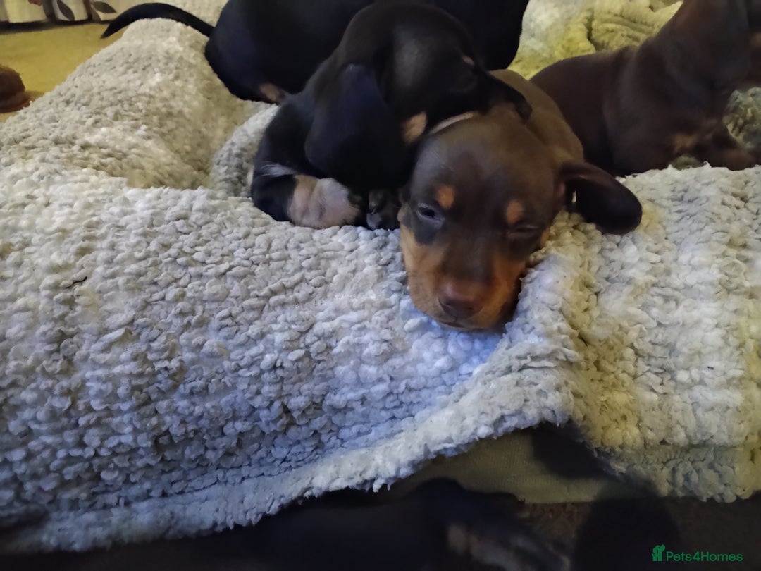 Miniature Dachshund dogs for sale: Miniature dachshund puppies - Advert 17