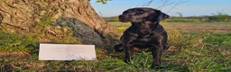 Labrador Retriever dogs for sale: READY TO LEAVE! 1 Black bitch 1 yellow dog left - Advert 25