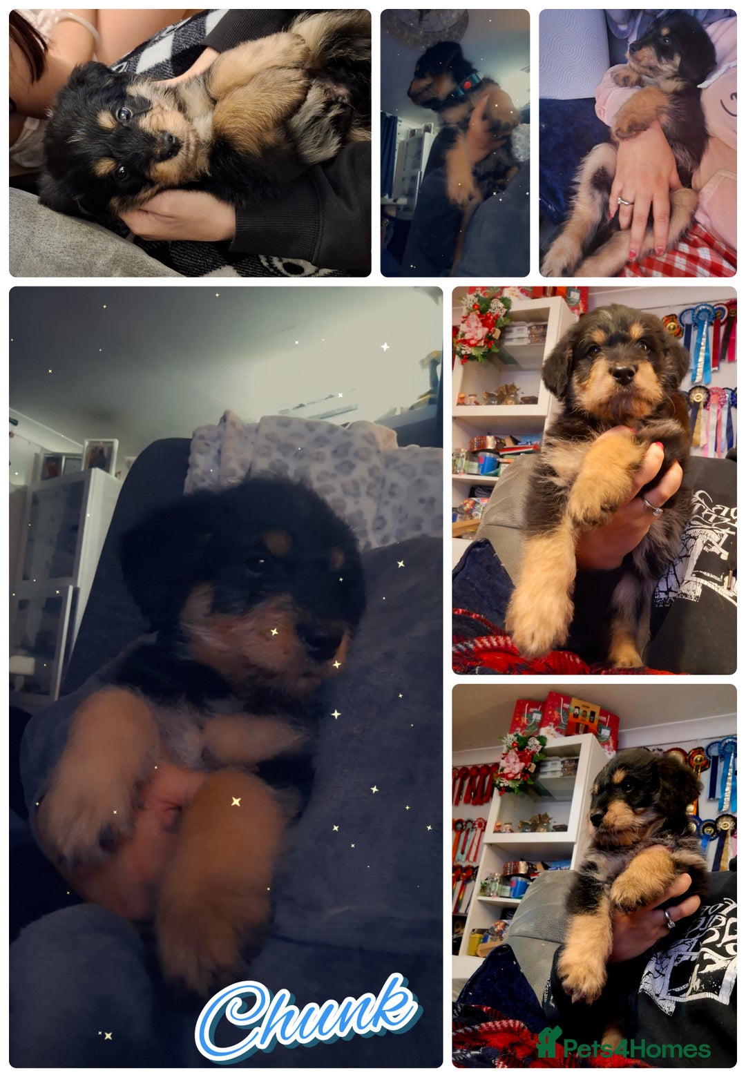Mixed Breed dogs for sale: F1b health tested Rottiepoo puppies - Advert 29