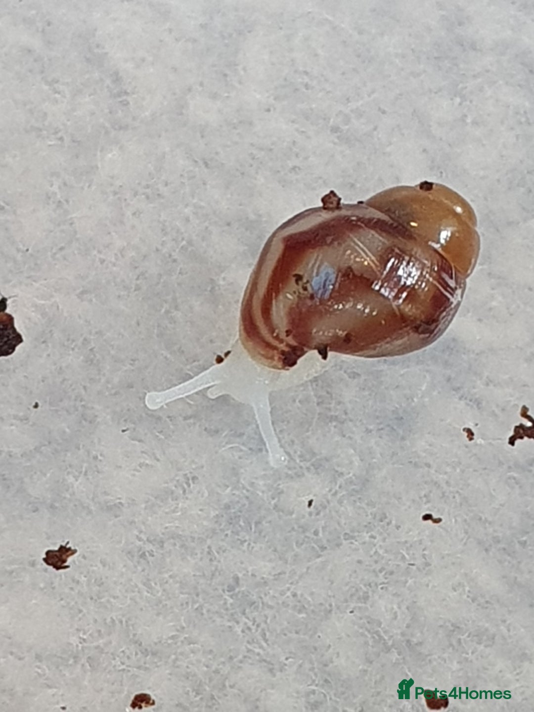 Snails invertebrates for sale: Giant African Land Snail babies - Image 1