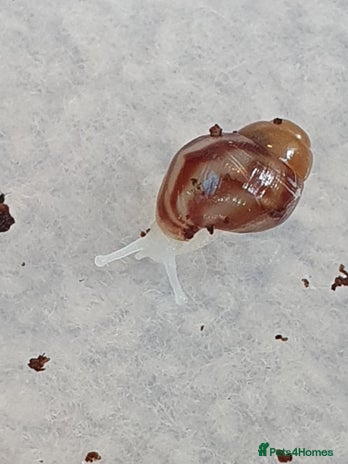 Snails invertebrates - Advert 4