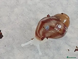 Snails invertebrates Giant African Land Snail babies - Advert 3