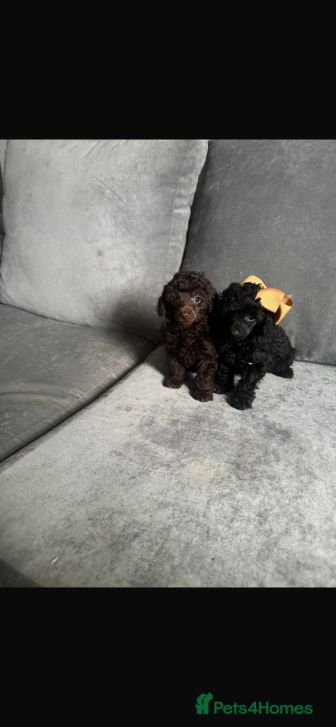Toy Poodle dogs for sale: TOY POODLE PUPPIES🐶🐾 - Advert 6