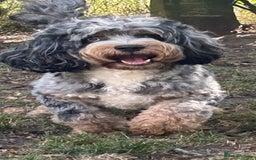 Sheepadoodle dogs for sale: unique sheepadoodles due - Image 6