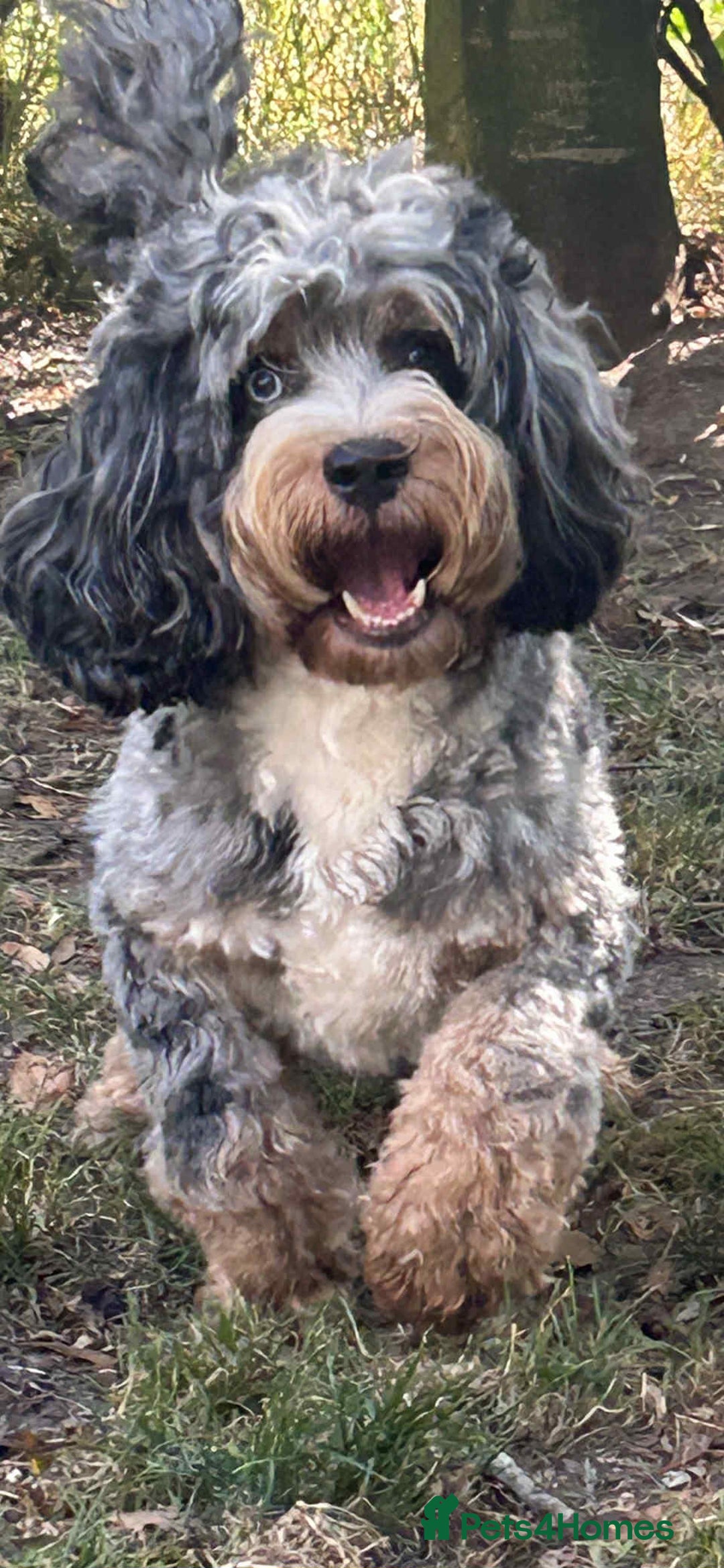 Sheepadoodle dogs for sale: unique sheepadoodles due - Image 6