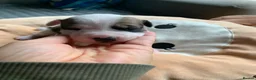 Staffordshire Bull Terrier dogs for sale: Staffordshire bull terrier  - Advert 22