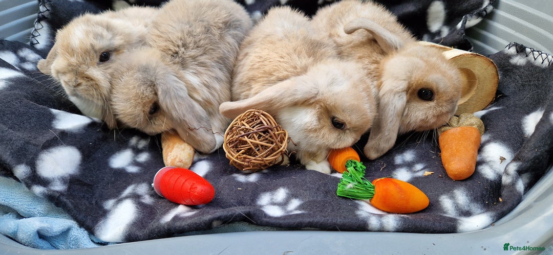 Mini Lop rabbits for sale: 4x Mini Lop Female Bunnies - Image 2