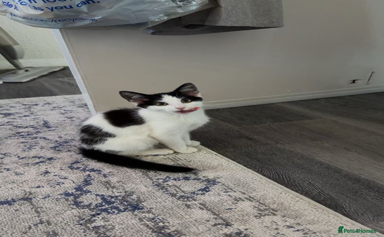 Domestic Shorthair cats - Advert 2