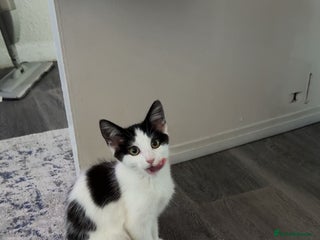 Domestic Shorthair cats - Advert 15