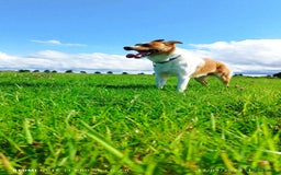 Border Collie dogs for stud: Welsh Border collie for stud  - Image 6