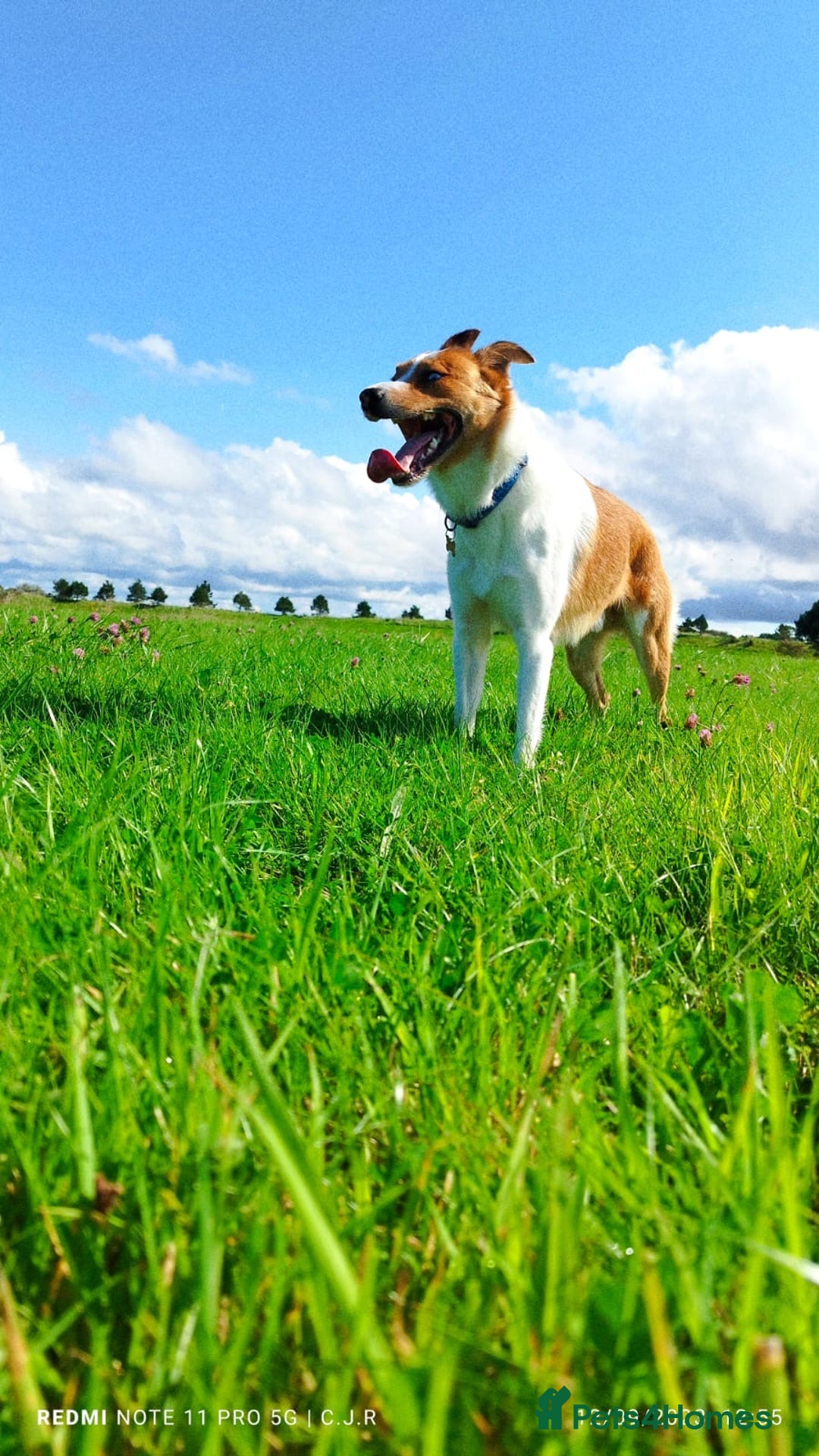 Border Collie dogs for stud: Welsh Border collie for stud  - Image 6