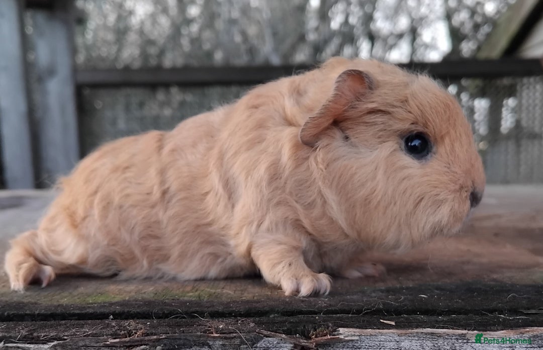 Guinea Pig rodents for sale: Swiss, Dalmation, Self Chocolate Boys and Girls - Advert 8