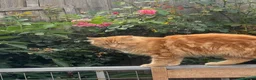 Mixed Breed cats for sale: Adorable ginger kitten for sale  - Advert 5