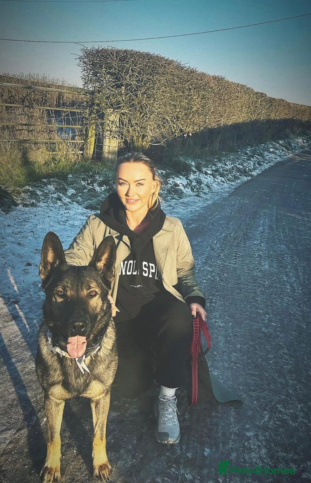 German Shepherd dogs for sale: Tyshunde memphis - Advert 3