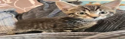 Mixed Breed cats for sale: Kittens  - Advert 4