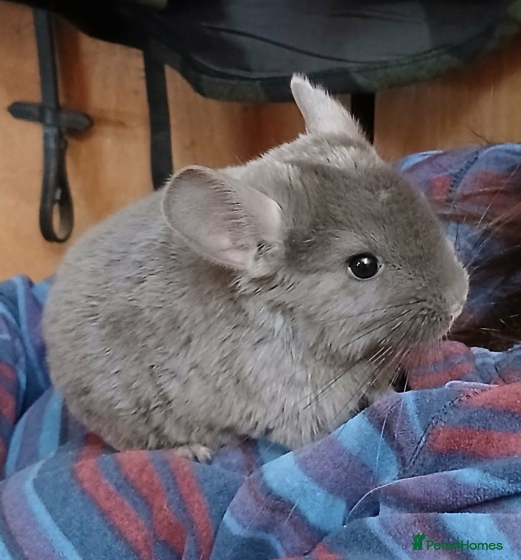 Chinchilla rodents Stunning Violet Wrap Chinchilla baby - Advert 1