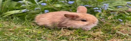 Mini Lop rabbits for sale: Beautiful mini-lop baby rabbits - Advert 4