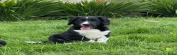 Sprollie dogs for sale: Sprollie Pups looking for forever homes - Advert 3