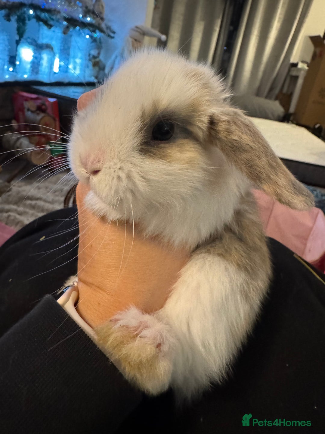Mini Lop rabbits for sale: Mini lop baby bunnies  - Advert 6
