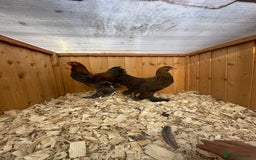Chickens poultry for sale: Brahma bantams  - Image 5
