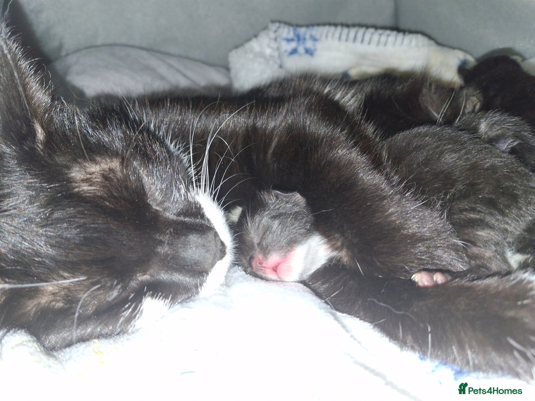 Mixed Breed cats for sale: Beautiful kittens for sale.  - Advert 16