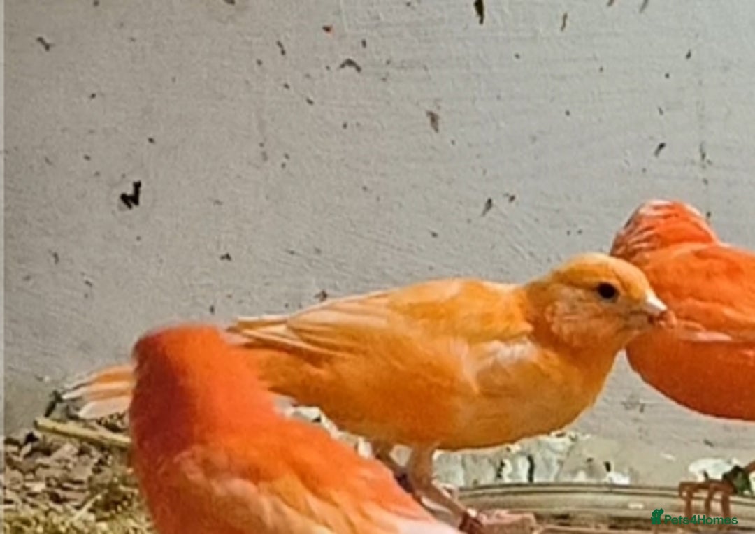 Canaries birds for sale: Young 2025 canaries  - Image 8