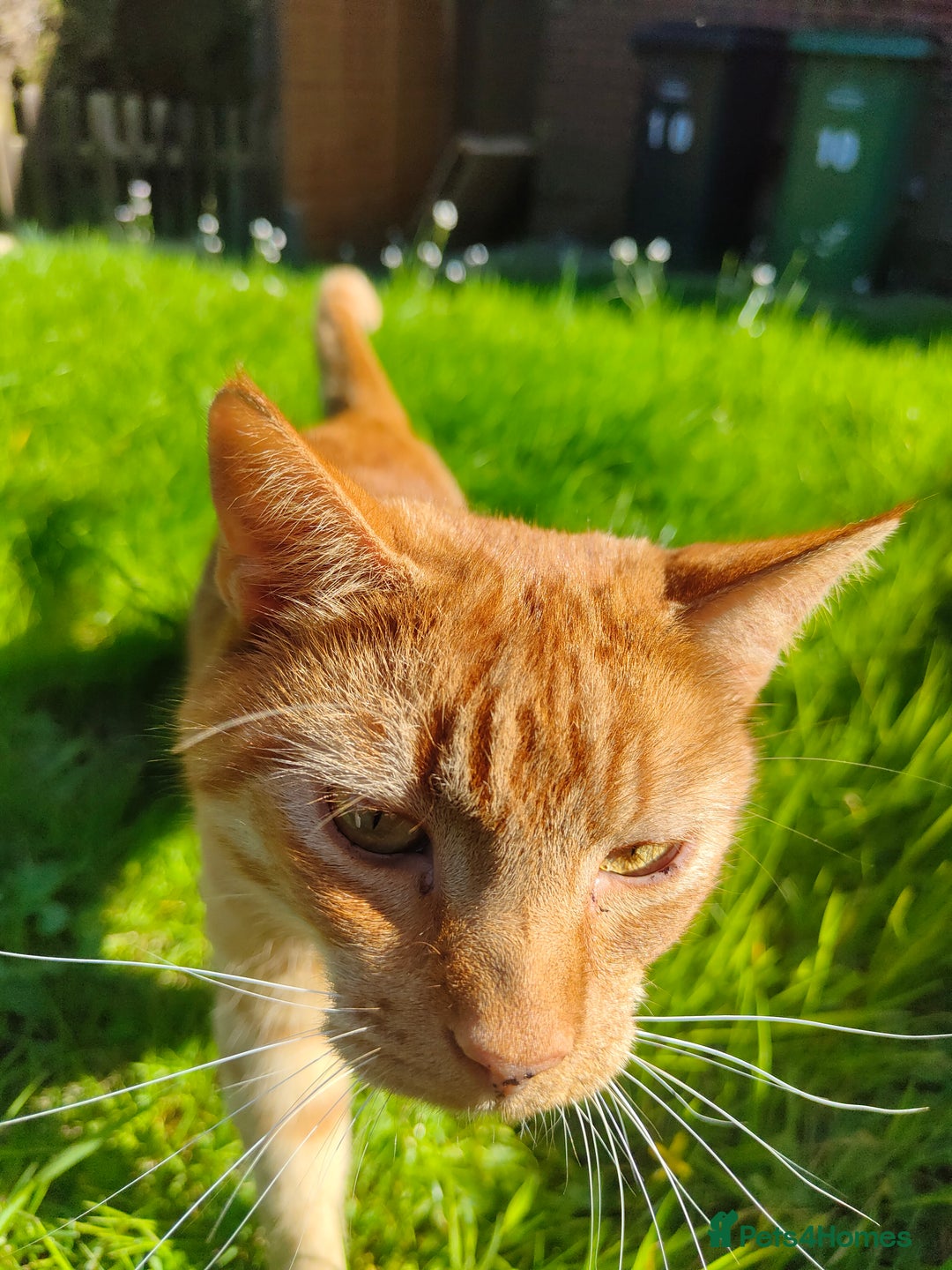 American Shorthair cats for sale: Ginger cat to be rehomed - Image 5