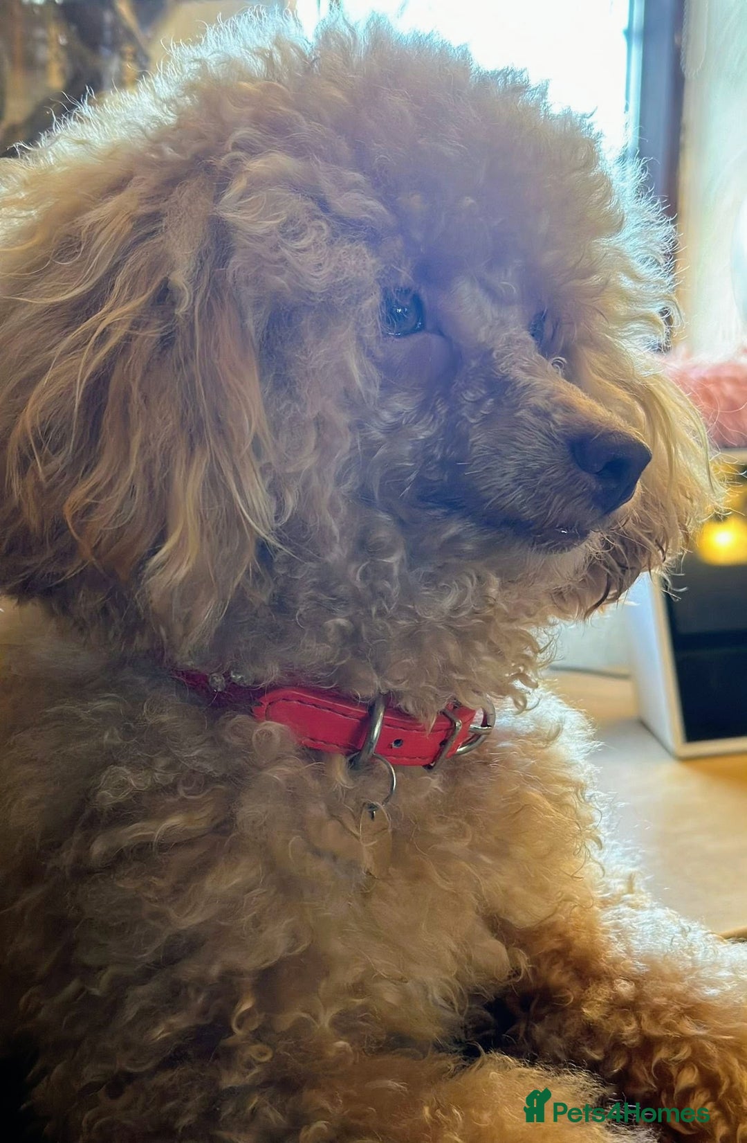 Toy Poodle dogs for sale: Beautiful RED & APRICOT Toy Poodles  - Advert 21