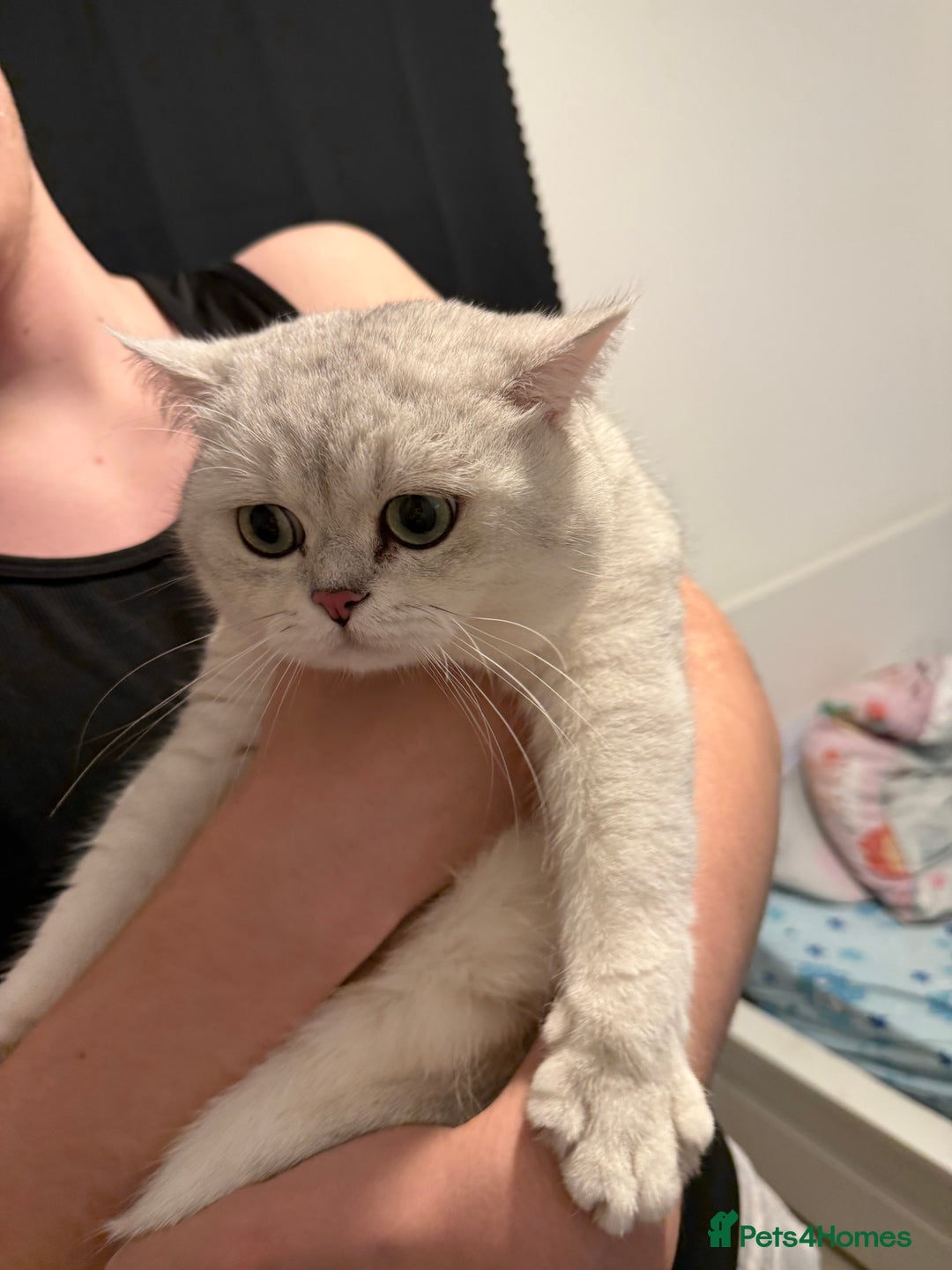 British Shorthair cats for sale: British shorthair male active  - Advert 2