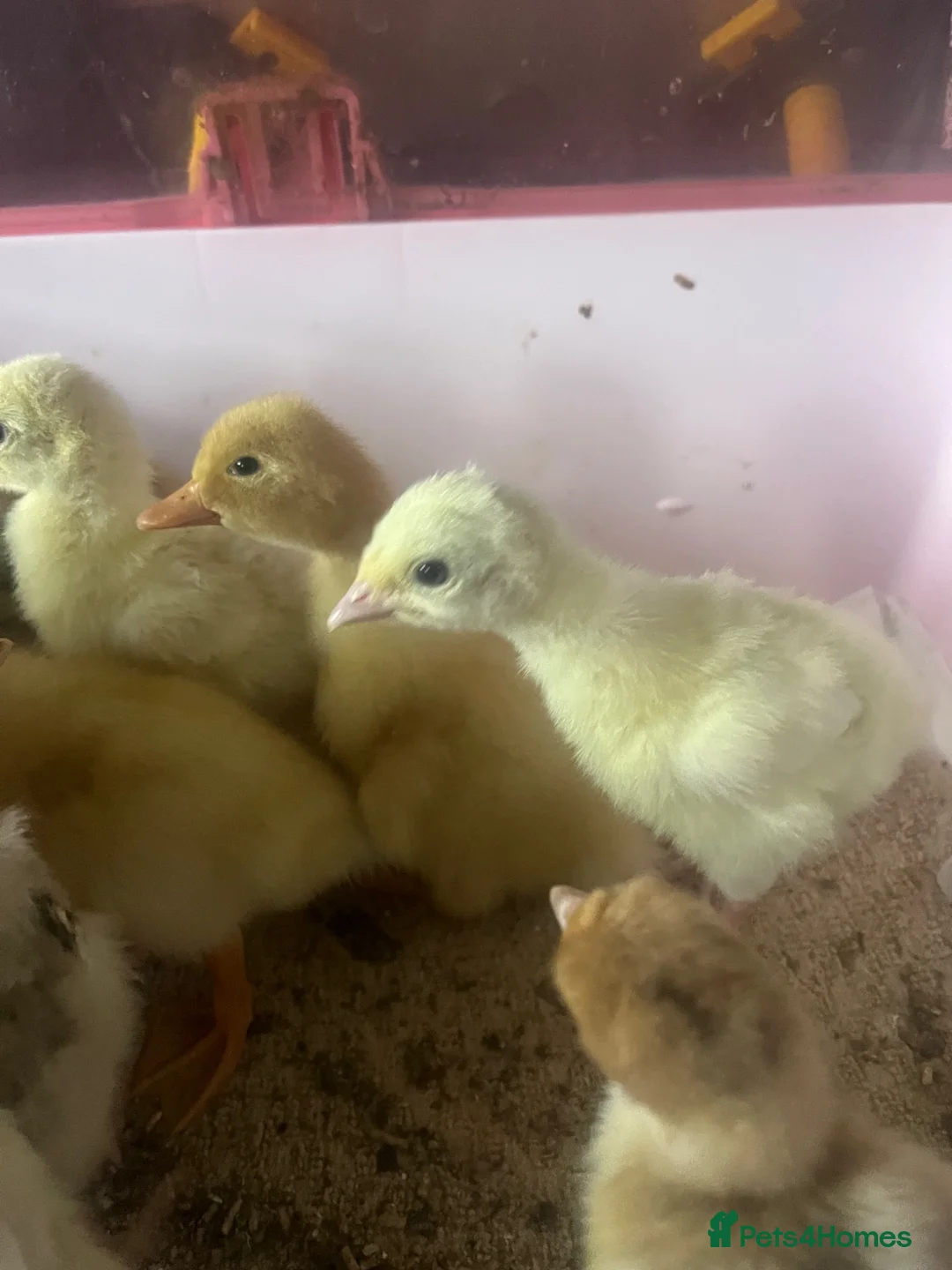 Turkeys poultry for sale: Crowllitzer and Bourbon Red Turkey Pullets  - Advert 6