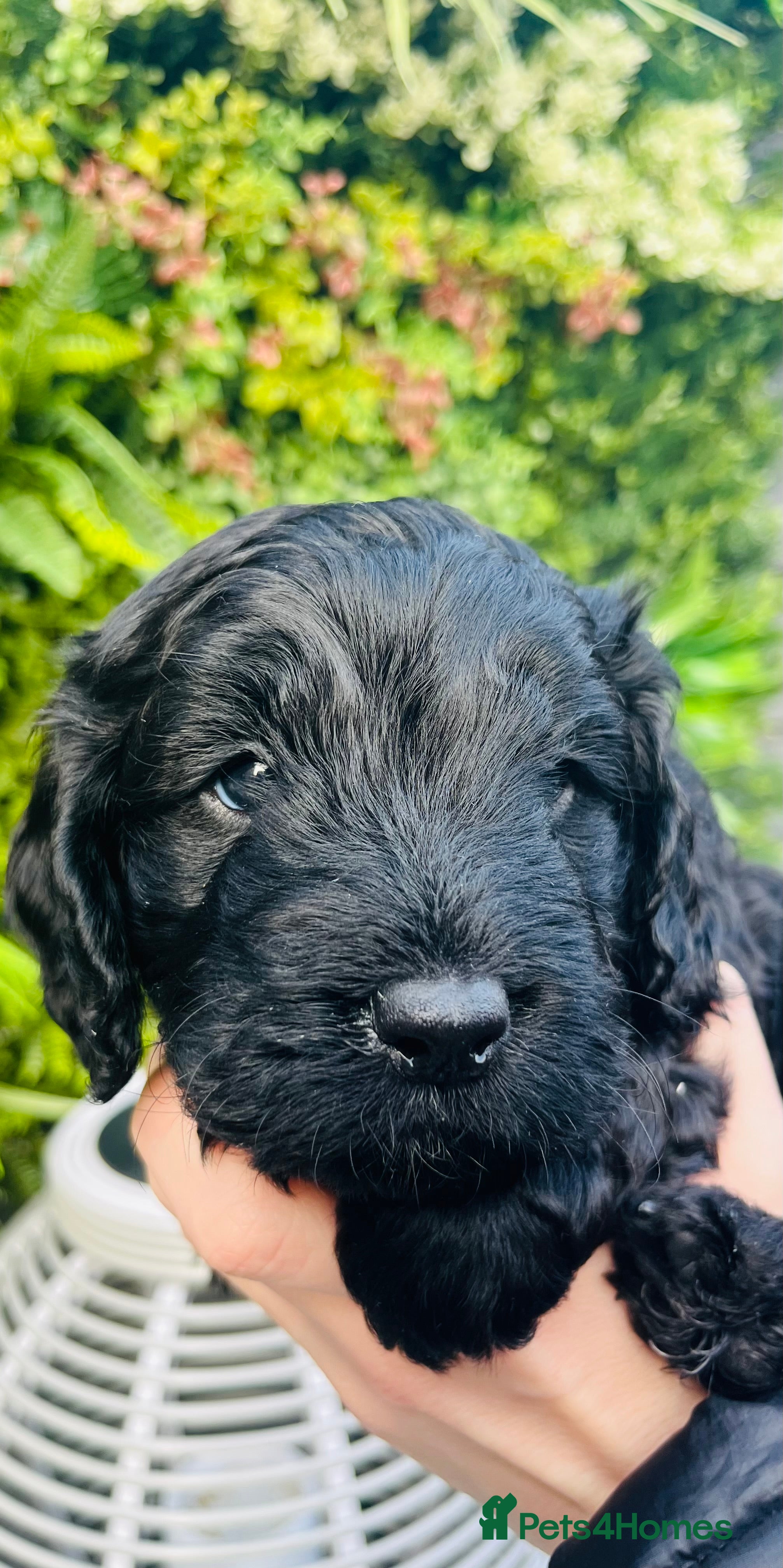 Cockapoo dogs 🐶Handsome Cockapoo pups🐶 - Advert 9