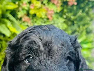 Cockapoo dogs 🐶Handsome Cockapoo pups🐶 - Advert 14