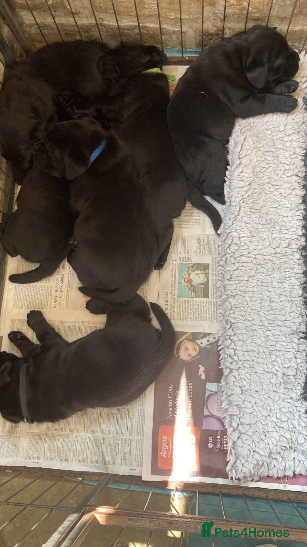 Labrador Retriever dogs for sale: Black Labrador Puppies - Image 3