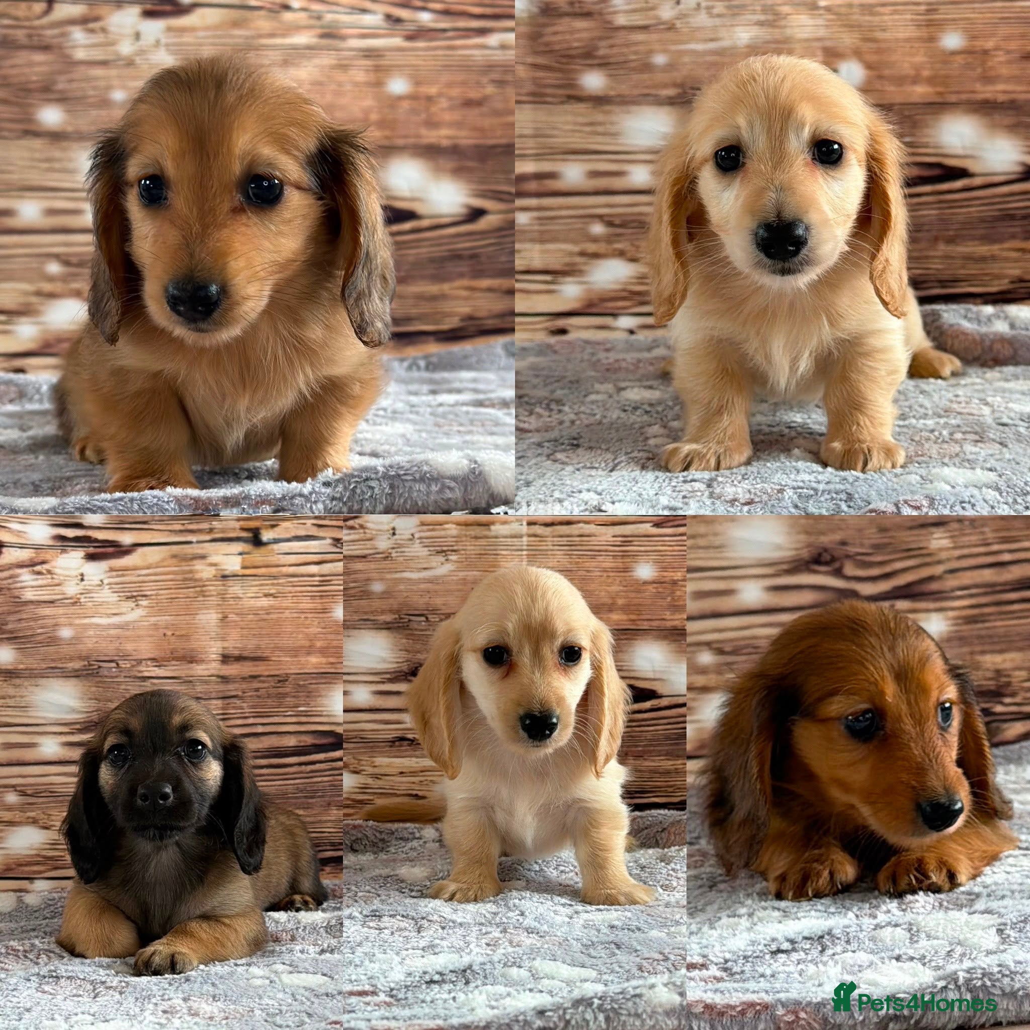 Miniature Dachshund dogs Beautiful babies ready now !  - Advert 6