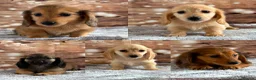 Miniature Dachshund dogs for sale: Beautiful babies ready now !  - Advert 1