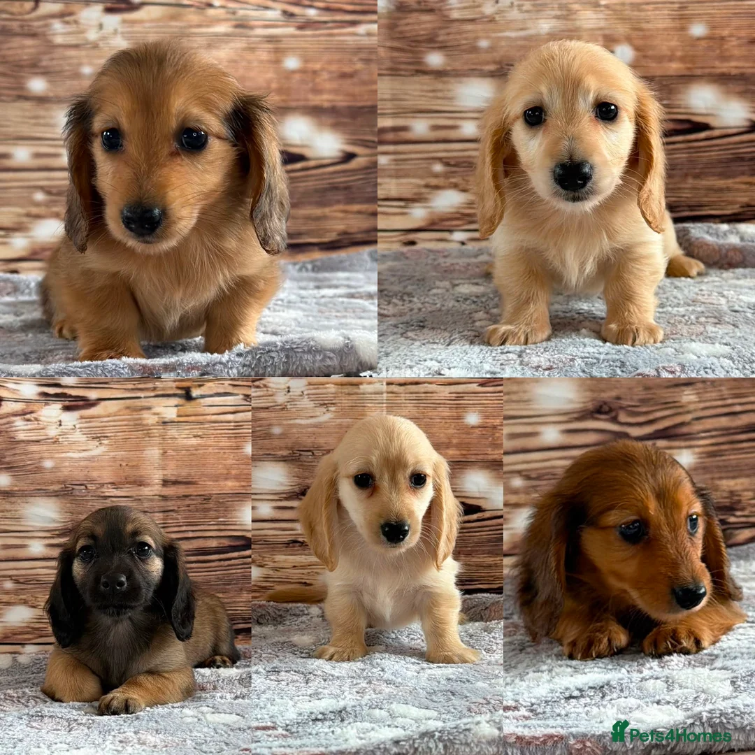 Miniature Dachshund dogs for sale: Beautiful babies ready now !  - Advert 1