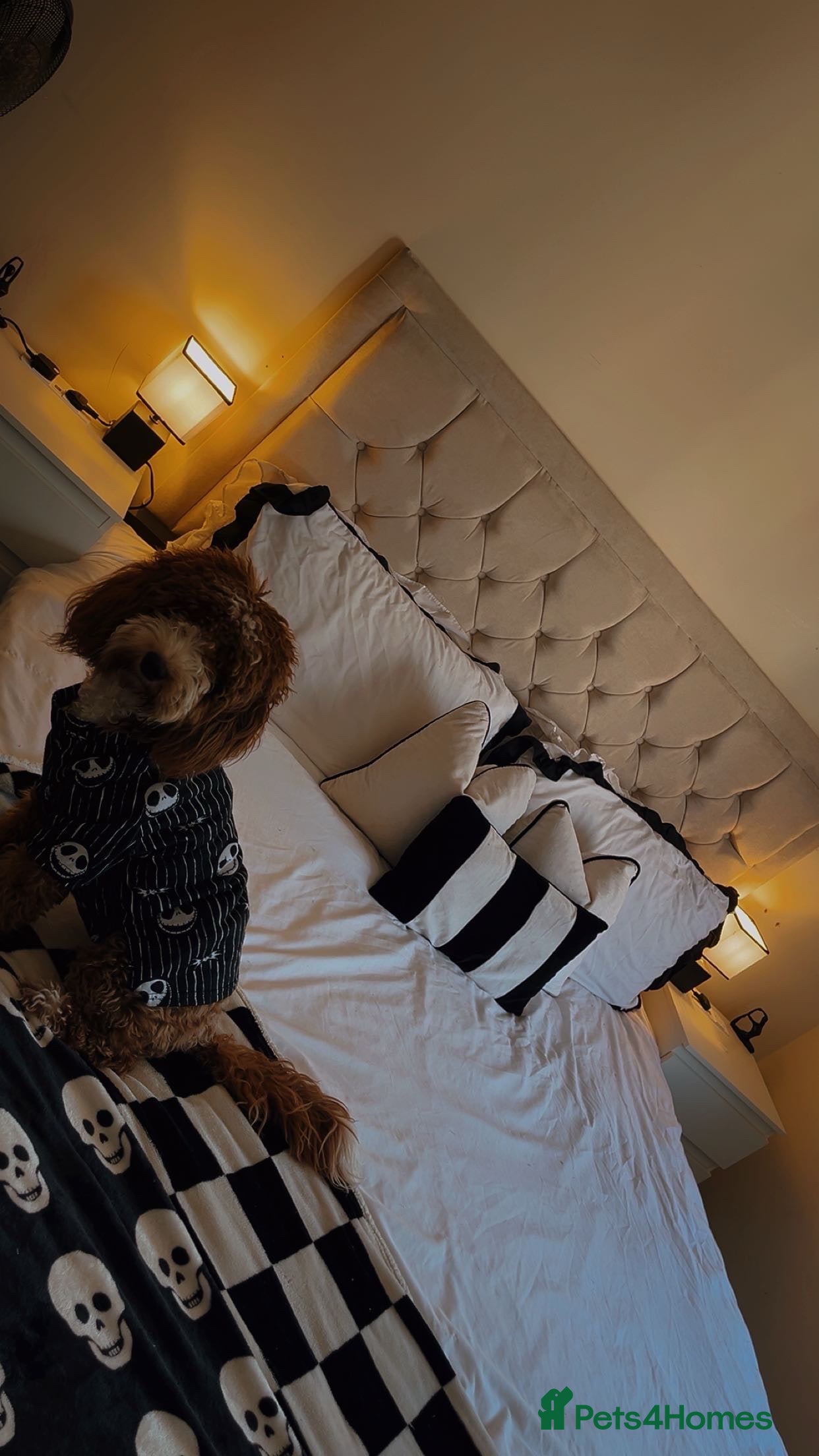 Cockapoo dogs Lola the cockapoo - Advert 1