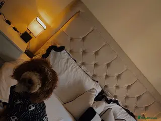 Cockapoo dogs Lola the cockapoo - Advert 8