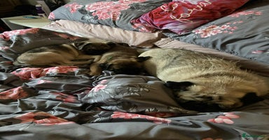 Pug dogs - Advert 3