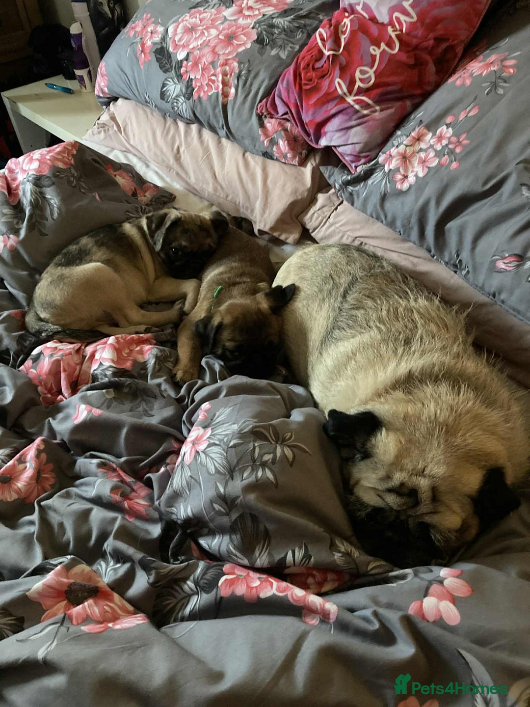 Pug dogs for sale: Pug puppies *2 BOYS LEFT!!* - Image 3