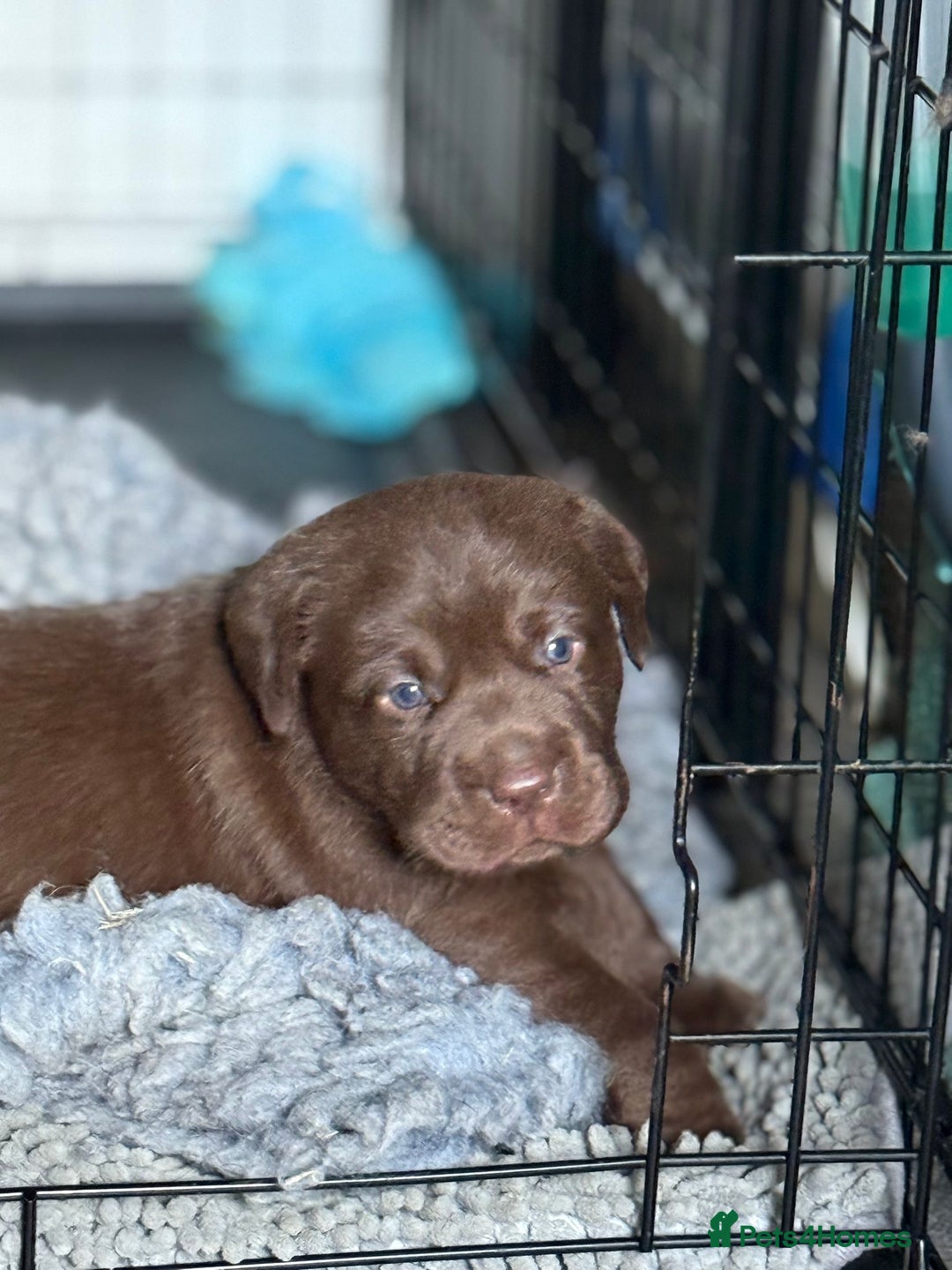 Labrador Retriever dogs for sale: 1 beautiful KC chunky show chocolate boy 4 wks - Image 9