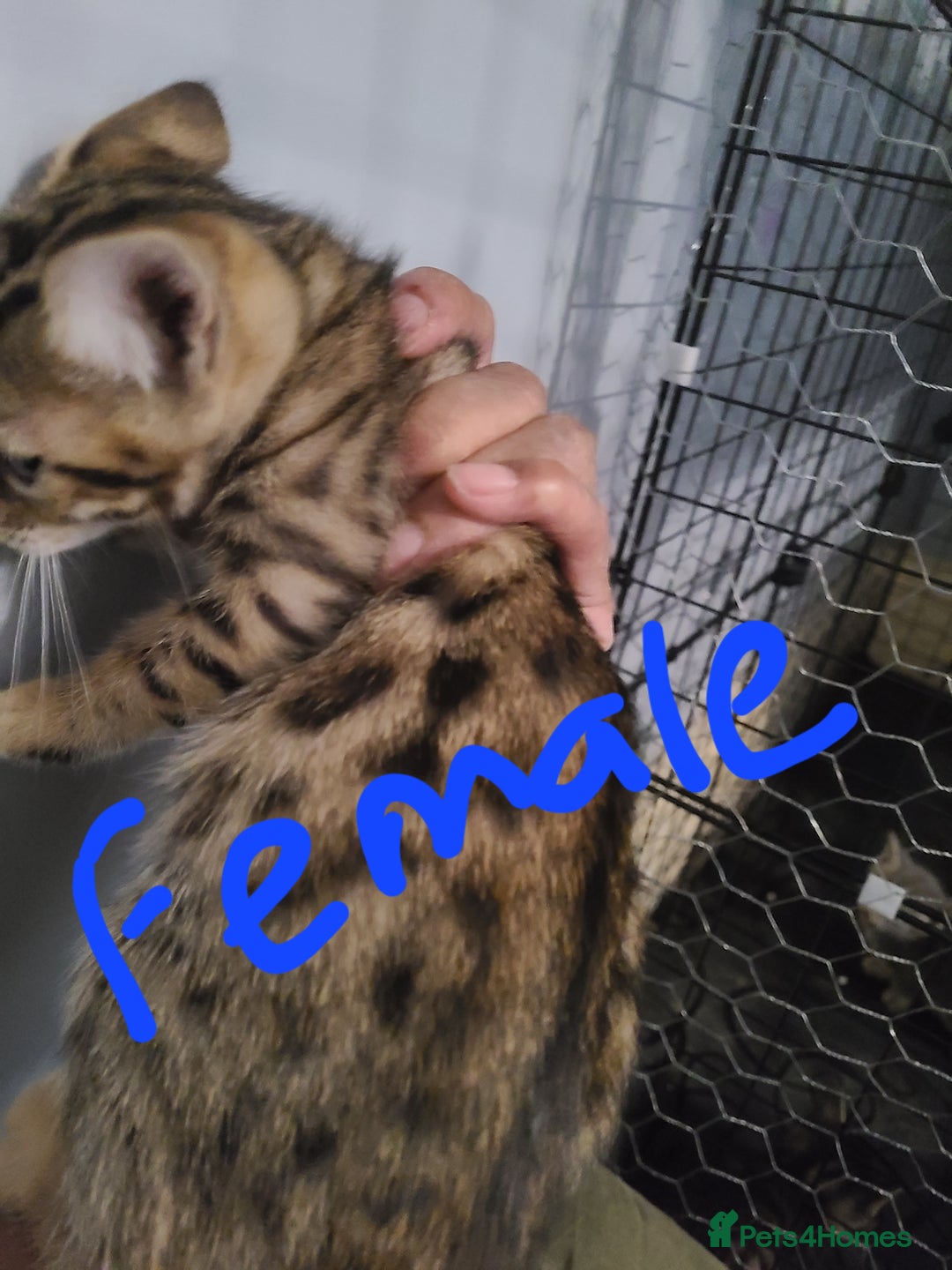 Ragdoll cats for sale: Kittens for sale - Image 16